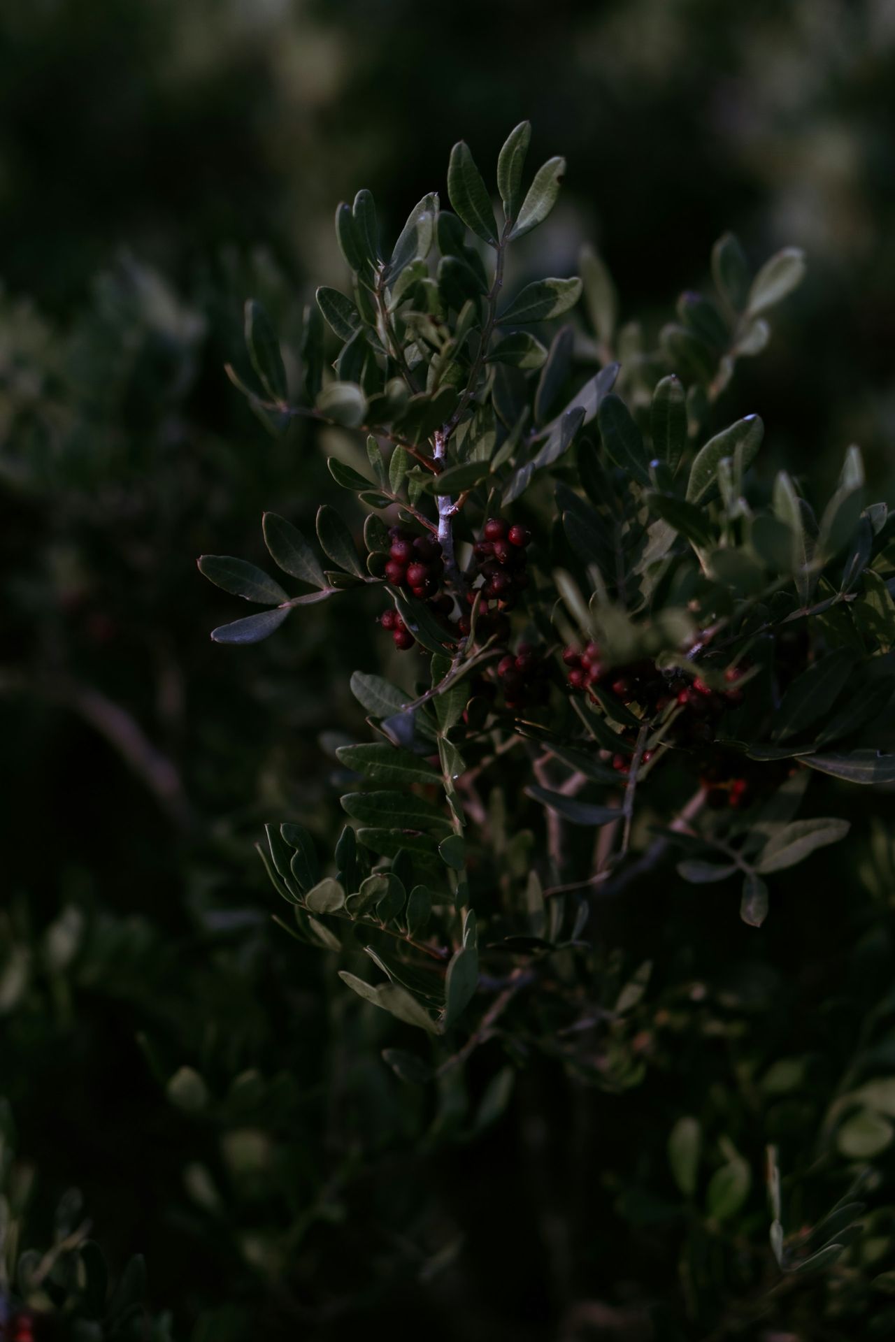 a close up of a bush with berries on it